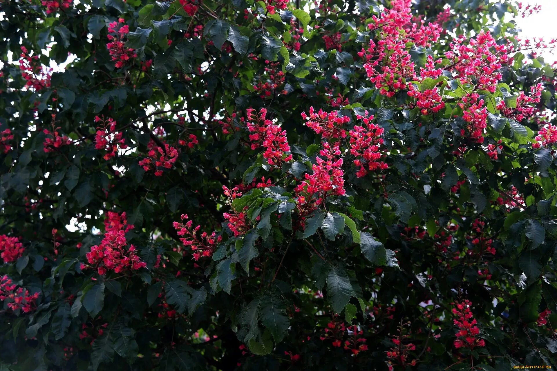 Кустарник каштана. Каштан конский "memmingeri" (aesculus hippocastanum "memmingeri"). Каштан конский кустарник. Каштан конский кустарник. Каштан конский мелкоцветковый.