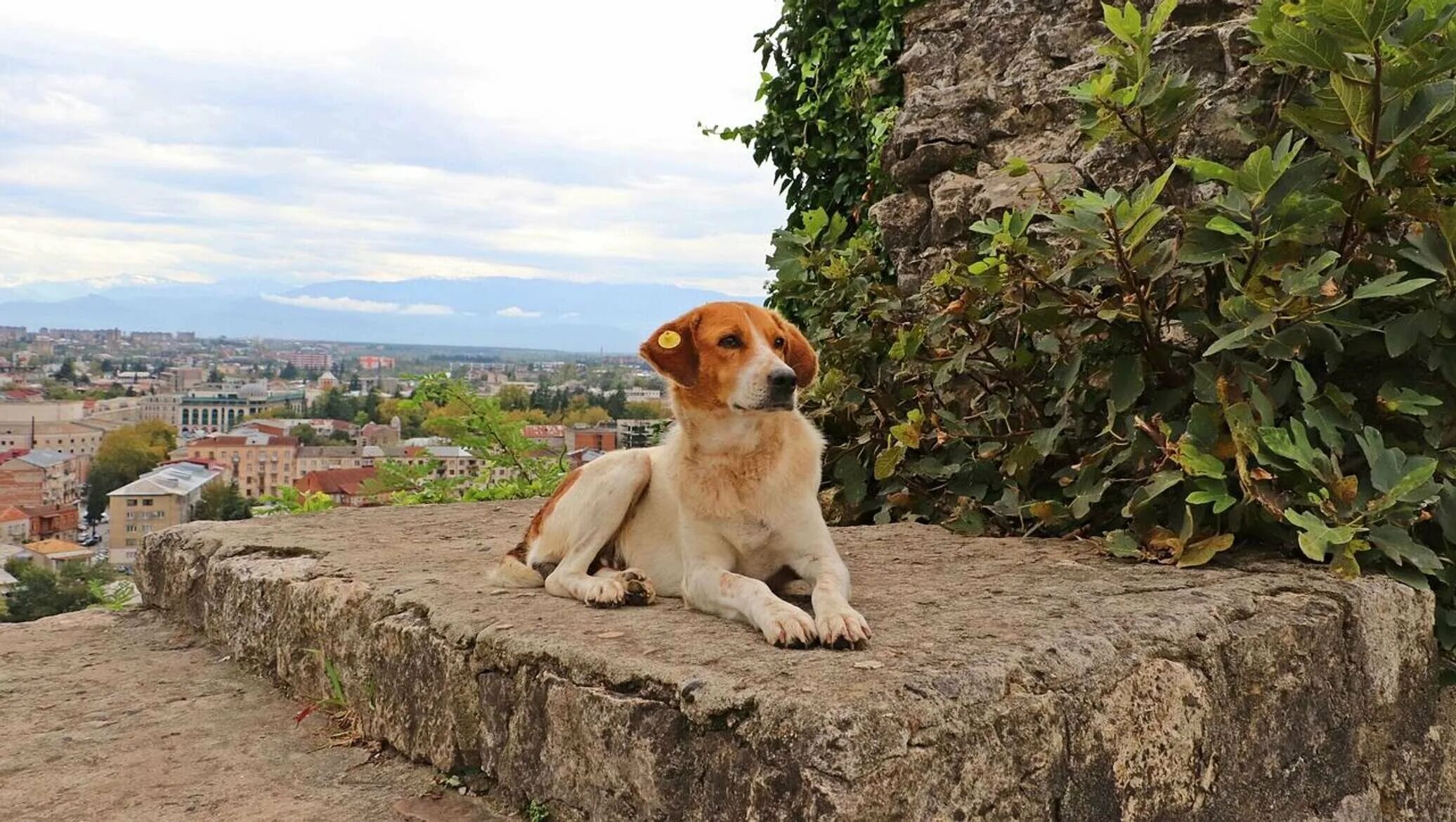 Пес купата. Собака волк из грузии. Уличные собаки. Собаки в батуми. Собаки в батуми.