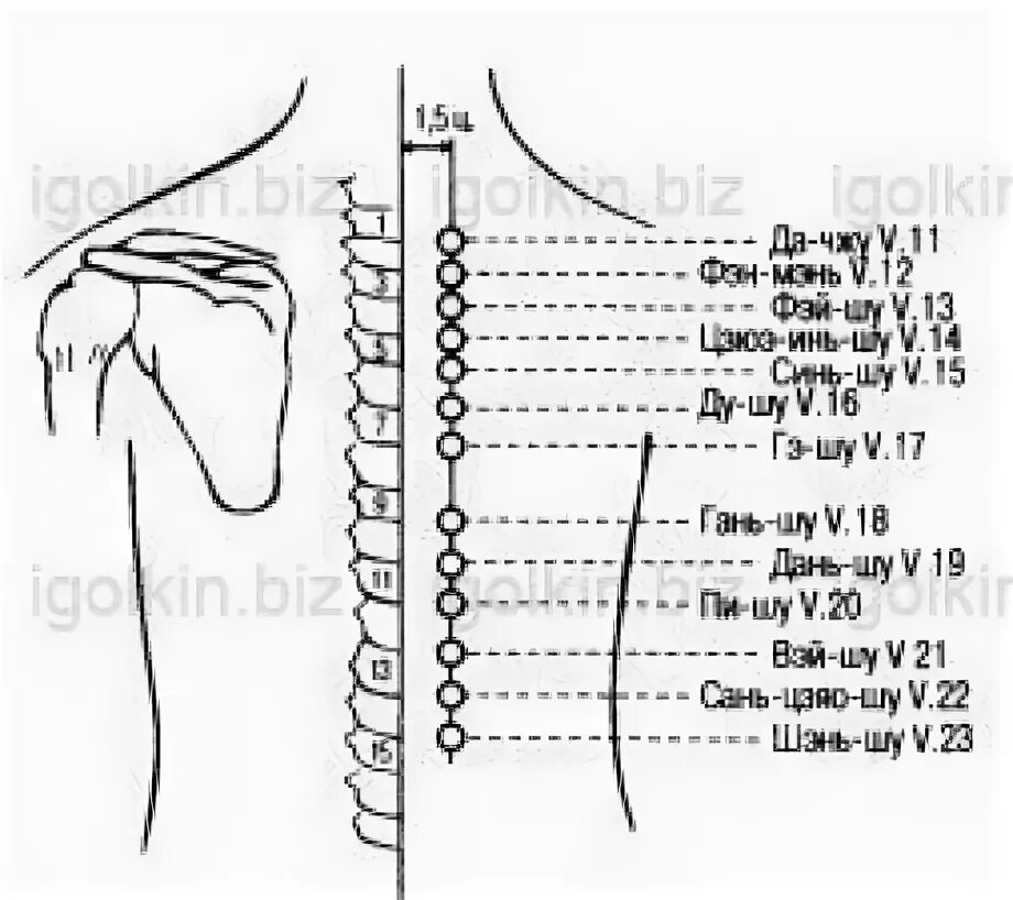 Точка Шэнь Шу. Вэй Шу точка акупунктуры. Сань Цзяо Шу точка. Точка синь-Шу v.15. Точка 20 на телефон