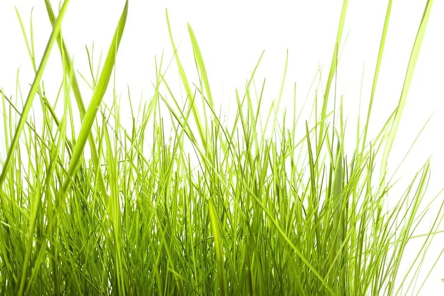 Трава в полный рост. Зеленая травка на белом фоне. Трава на белом фоне. Трава на прозрачном фоне. Трава подложка.