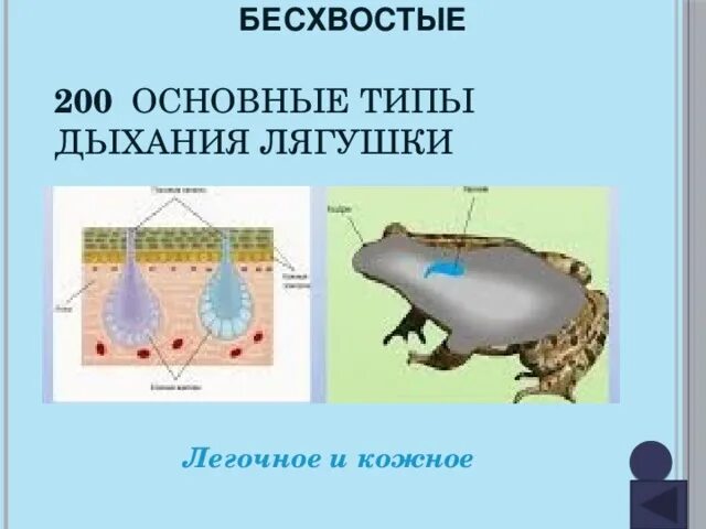 Дыхание кожными покровами