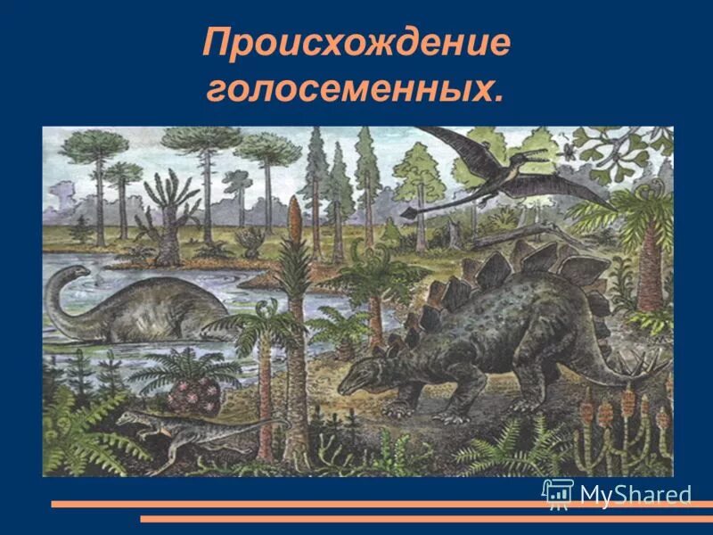 семенные папоротники голосеменные. в какую эру появились голосеменные. древние голосеменные растения саговник. користоспермовые семенные папоротники. голосеменные растения юрского периода.