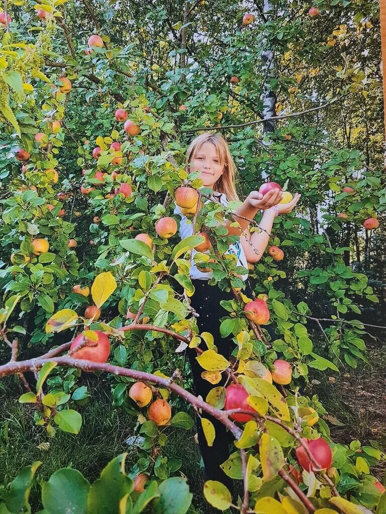 Плодовое Приозерский. Плодовое Ленинградская область Приозерский. Плодово-ягодный питомник. Садово ягодный питомник.