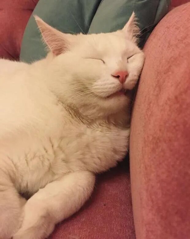 Много поспала. Кошки так много спят. почему кошки много спят. почему коты так много спят. почему коты так долго спят.