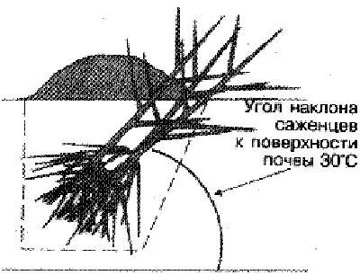 Как прикопать саженцы осенью