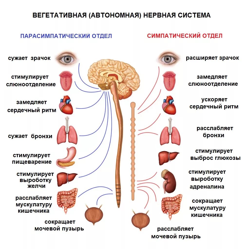 Лечить вегетативную систему. Симпатическая нервная система при стрессе. Автономный вегетативный отдел нервной системы. Отделы вегетативной НС. Вегетативная автономная нервная система.