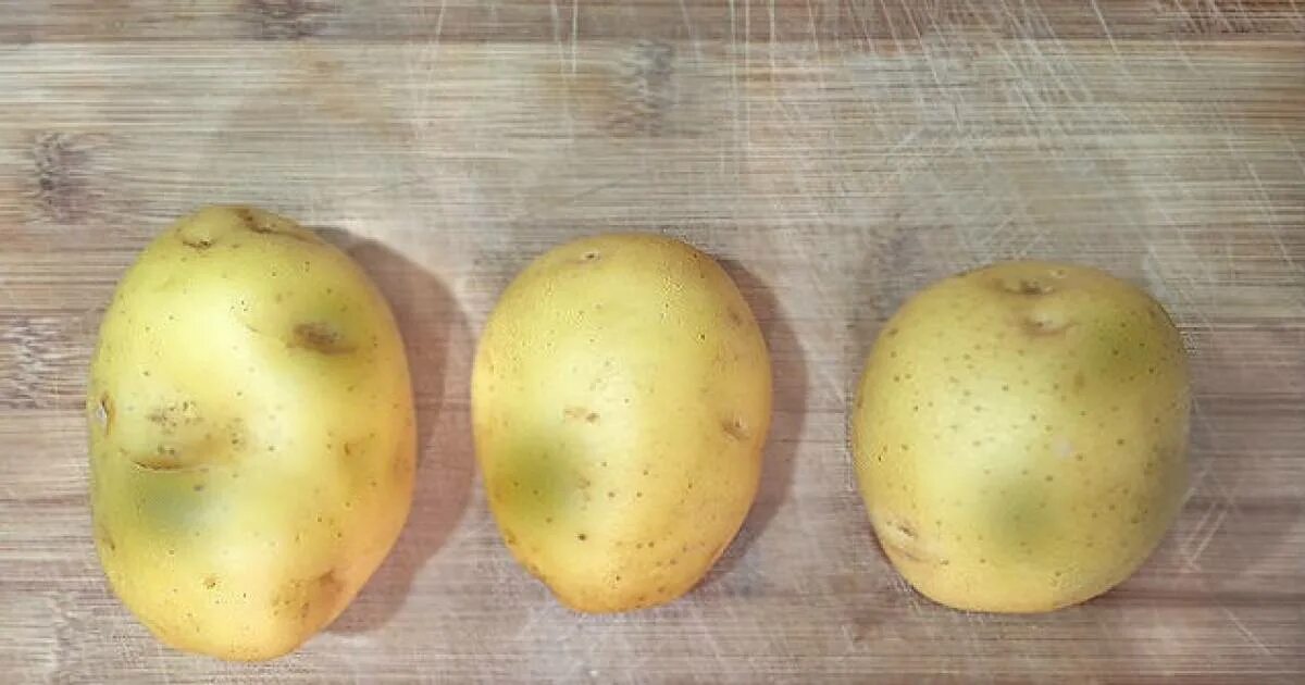 Poisonous potato update. Позеленевший картофель. Позеленение клубней картофеля. Зеленые пятна на картошке. Картофель с зеленой кожурой.