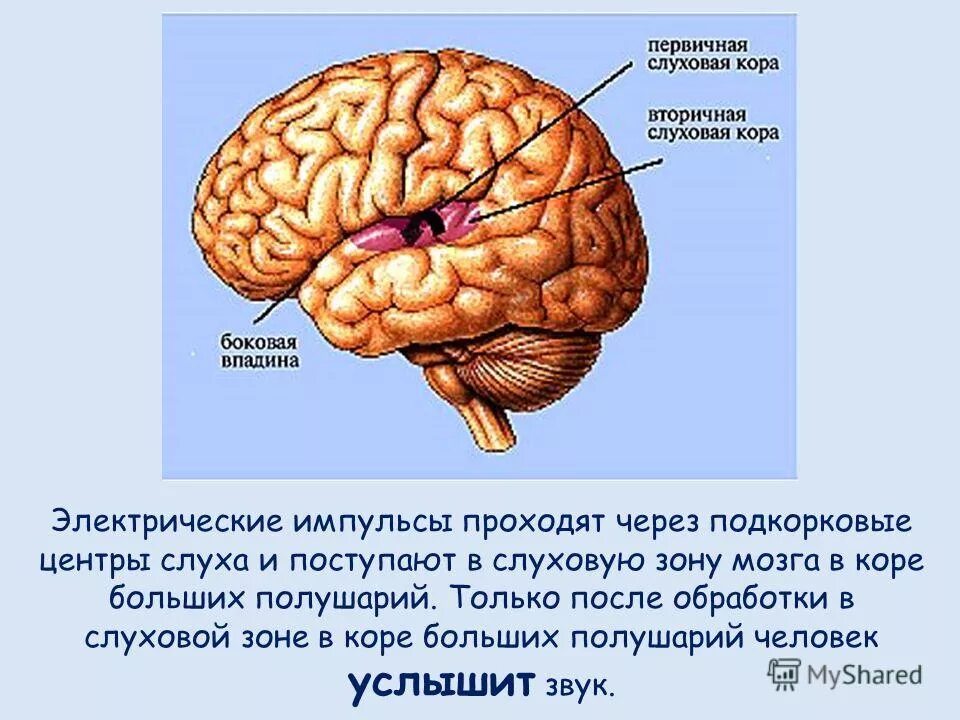 В какой доле слуховая зона. Подкорковые центры больших полушарий. Подкорковые центры обрабатывающие слуховые сигналы это. Слуховой центр коры мозга. Подкорковые центры слуха в коре.