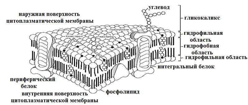 Свободнорадикальное (перекисное) окисление мембран и их антиоксидантная защита.