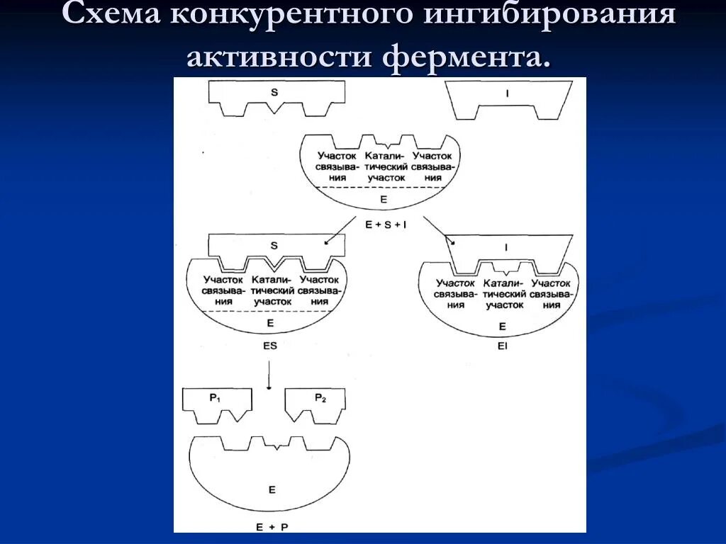 Пример конкурентного ингибирования. Схема конкурентного ингибирования активности фермента. конкурентное ингибирование ферментов схема. схема конкурентного ингибирования. конкурентный ингибитор схема.