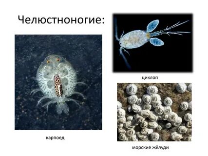 Значение циклопа в природе и жизни человека