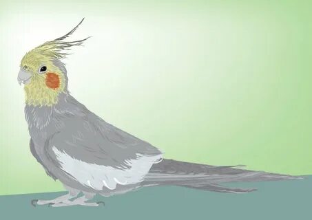 Как нарисовать кореллу