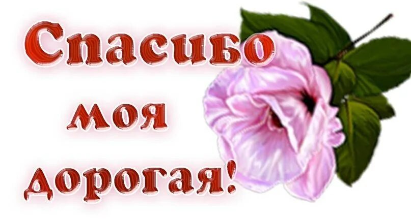 Открытка спасибо родной. Стикер спасибо. Открытки с благодарностью. Благодарность картинки. Спасибо моя дорогая.