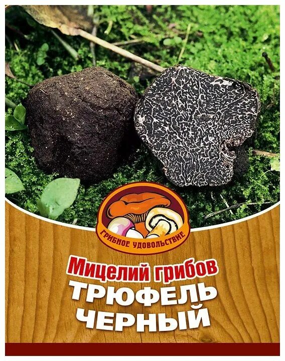 Трюфель белый. Белый трюфель (tuber magnatum pico). Трюфель (грибы). Трюфель белый (choiromyces meandriformis). Трюфели и белые грибы.