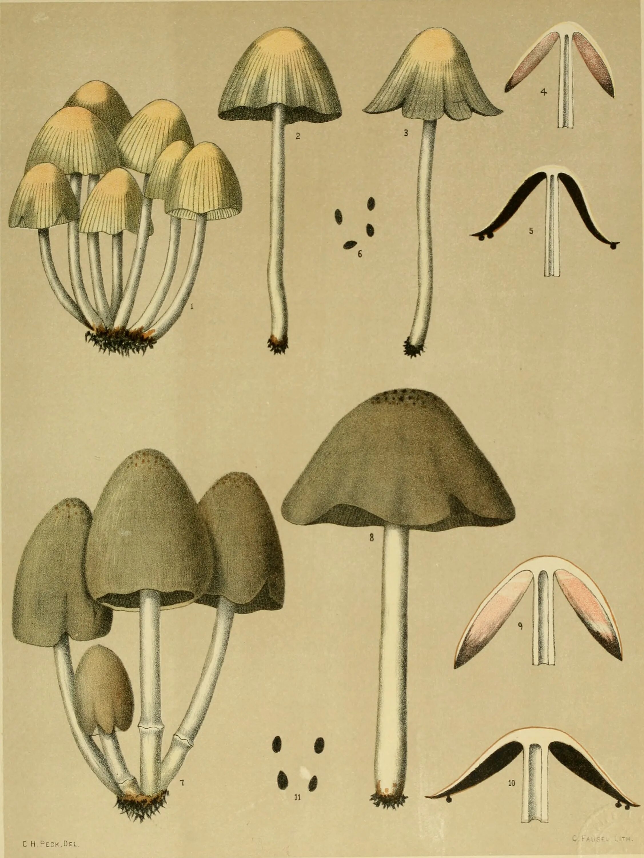 Принт грибы. Coprinopsis cinerea. Телом ботаника