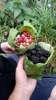 Урожай ежевики