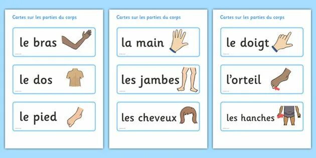 Les Parties du Corps - части тела. Французские слова main Bras. Hanche. Le main