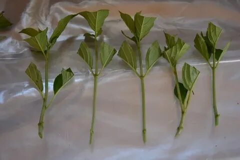 Укорененные зеленые черенки