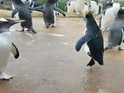 Видео пингвин с пятницей