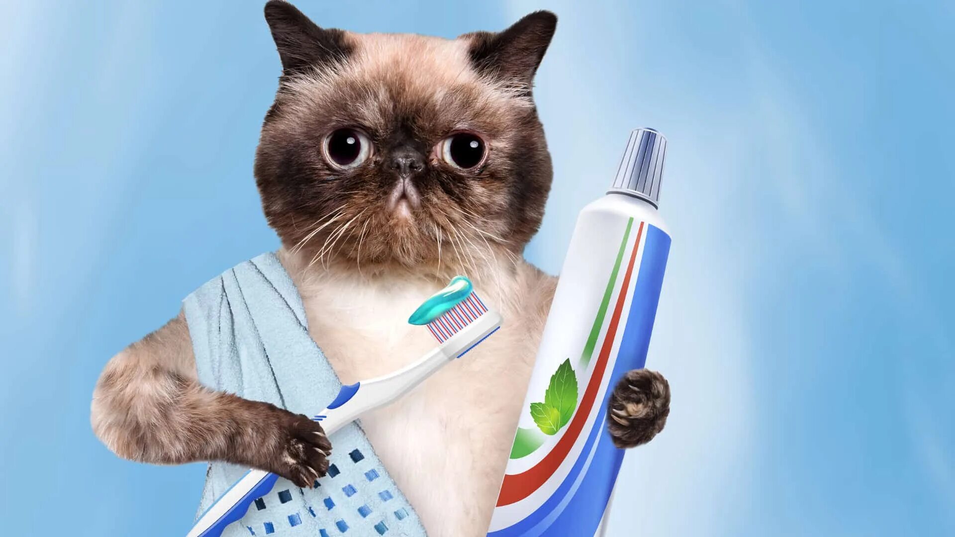 Котэ чистим