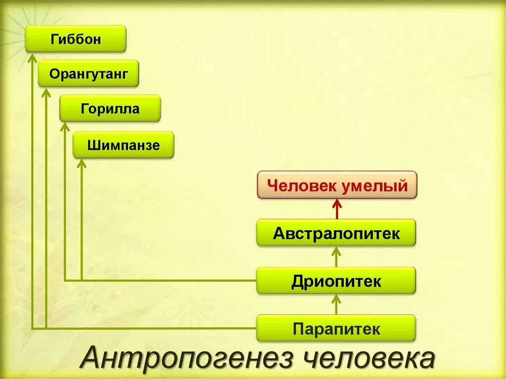 Антропогенез человека парапитеки. Схема антропогенеза человека. Антропогенез схема. Этапы антропогенеза. Этапы антропогенеза биология