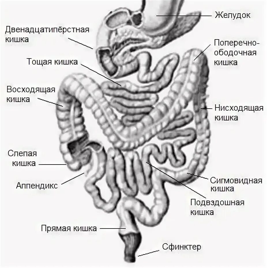 Тощая кишка. Подвздошная кишка анатомия строение. Тощая кишка строение анатомия. Тощая и подвздошная кишка анатомия человека. Кишечник тонкая кишка тощая подвздошная.