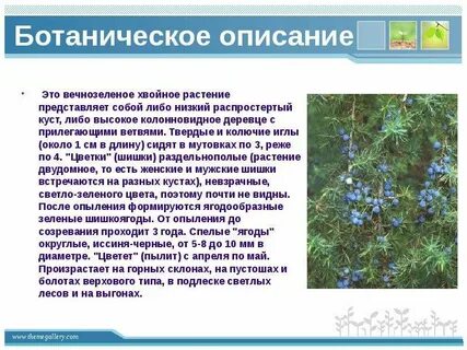 Хвойное вечнозеленое растение занесенное в красную книгу