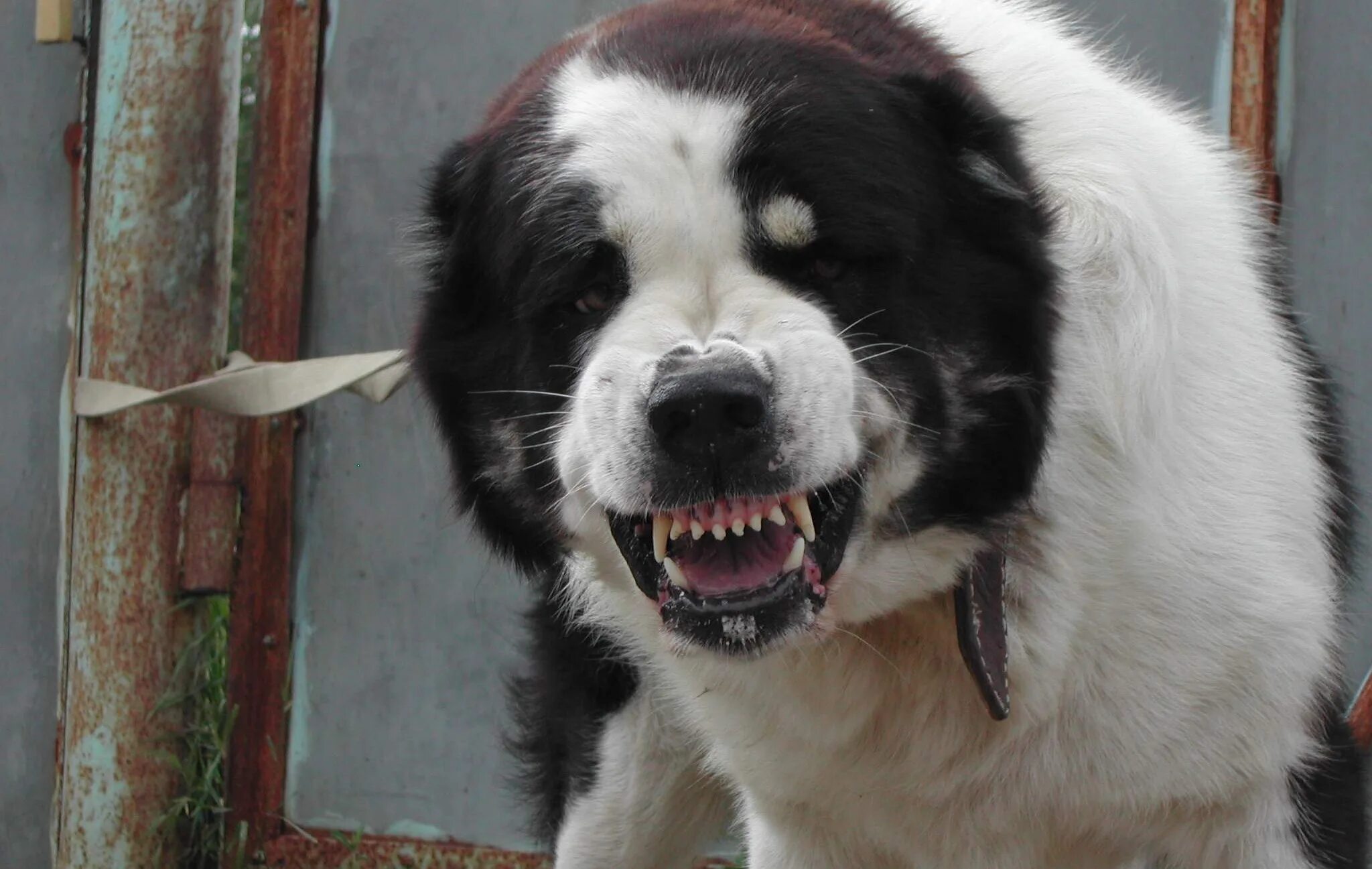 Алабай гусь-хрустальный. Канал алабаю. Среднеазиатская овчарка гампр. Канал алабаю. Рекс алабай.