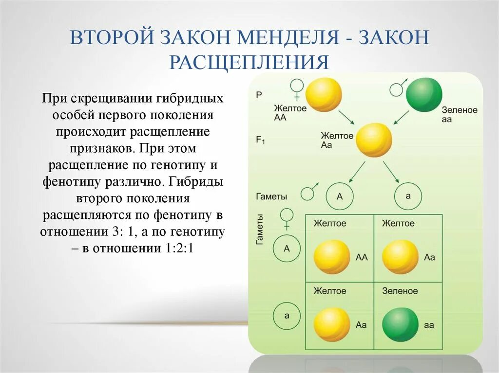 2 Закон расщепления Мендель схема. Расщепление по фенотипу по 2 закону Менделя. Второй закон Менделя закон расщепления схема. Второй закон Менделя расщепление по генотипу.