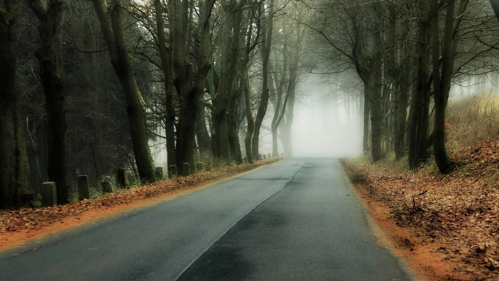 The trees fall across the road. Лесная дорога. Дорога в лесу. Природа лес дорога. Мрачная осень.