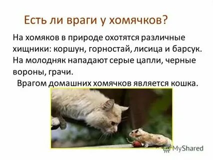 Полевой хомяк функциональная грамотность 2 класс презентация