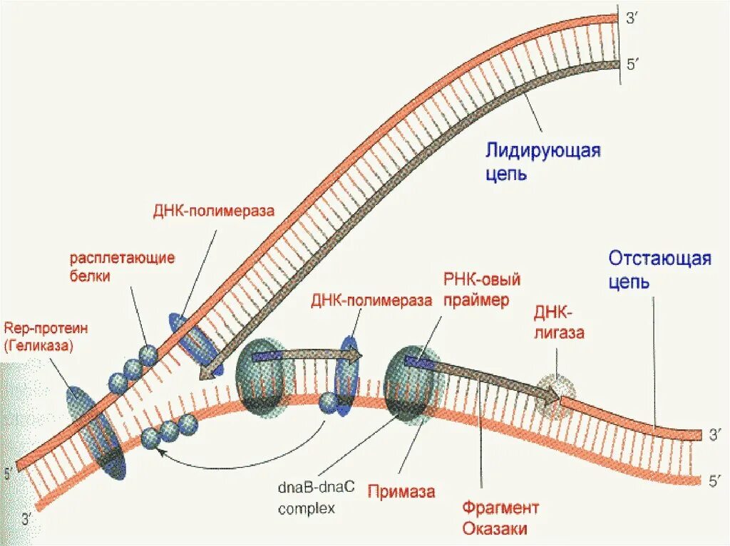 Фермент вилка. Синтез ДНК репликация биохимия. Репликация ДНК лидирующая цепь. Репликация ДНК Репликационная вилка. Репликационная вилка прокариот.