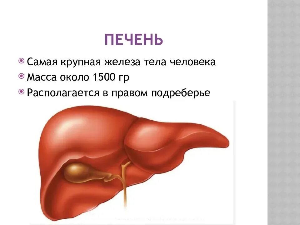 В какой части печень