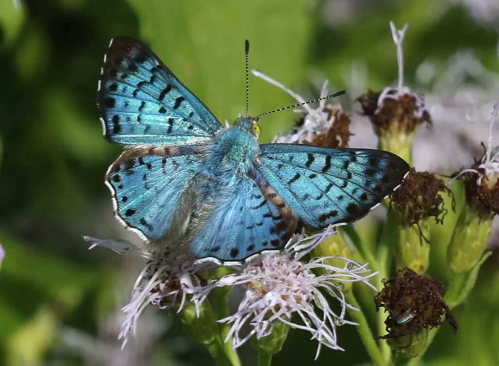 File:Butterfly from Madayipara DSCN2261.jpg - Wikimedia Commons