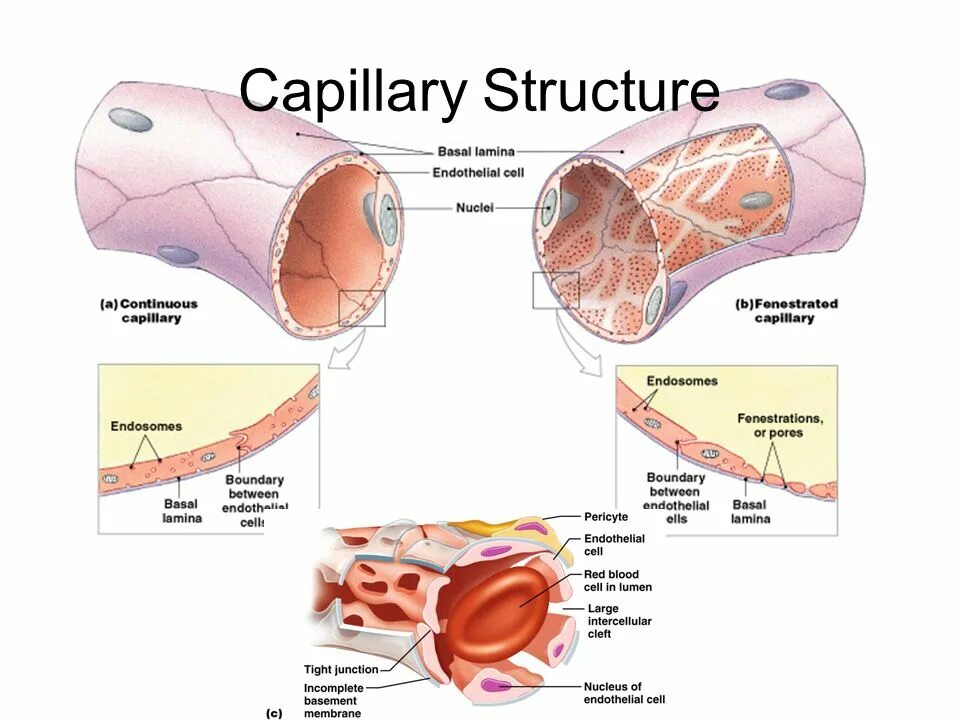 Capillary structure. Capillary Vessel structure. Человеческий капилляр. Капеляр