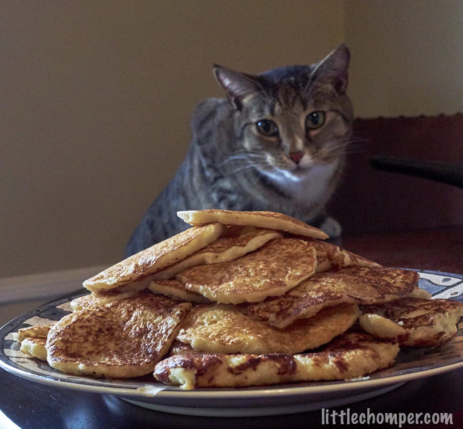 Котик с блинчиками. Кот есть блины. Масленица коты. Кот с блинами. Длина кота.