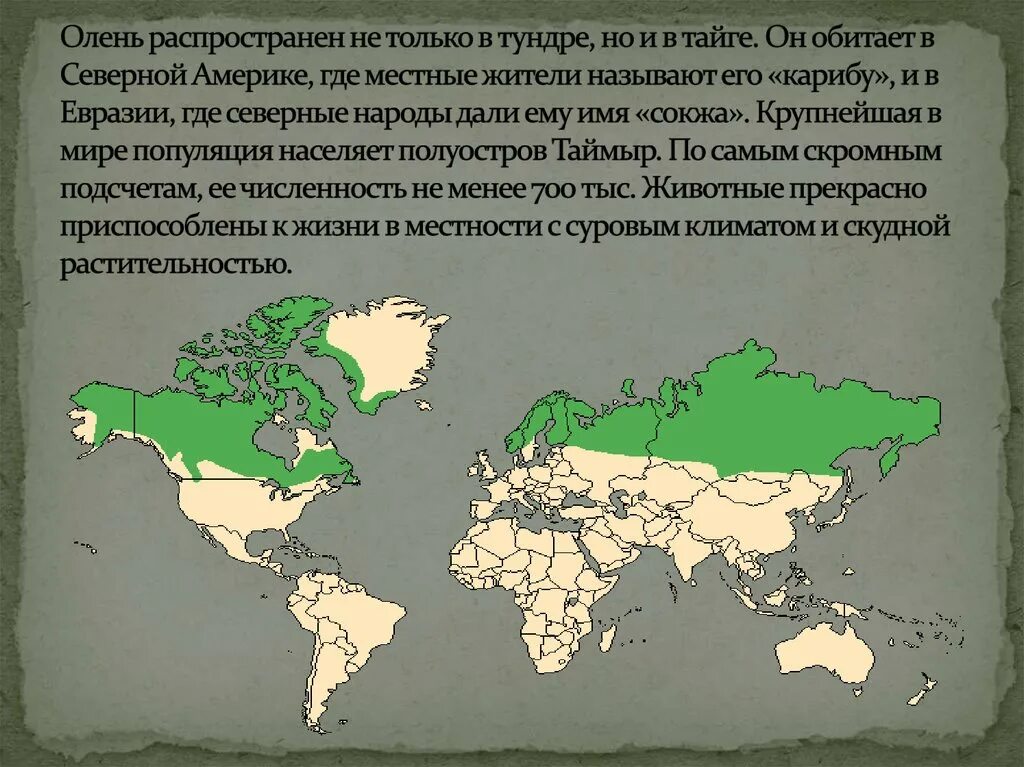 Северный олень ареал обитания в России. Ареал Северного оленя. Место обитания оленя. Карта обитания оленей. Ареал распространения оленьих пастбищ