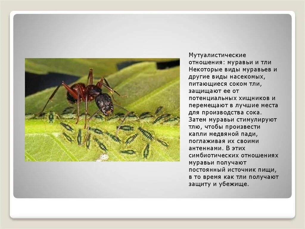 Муравьи и тля тип взаимоотношений. Муравьи и тля взаимоотношения. муравей и тля тип взаимоотношений мутуализм. тля и рыжий муравей тип взаимоотношений. муравей и тля симбиоз.
