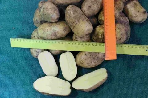 Картофель триумф описание сорта фото отзывы сроки