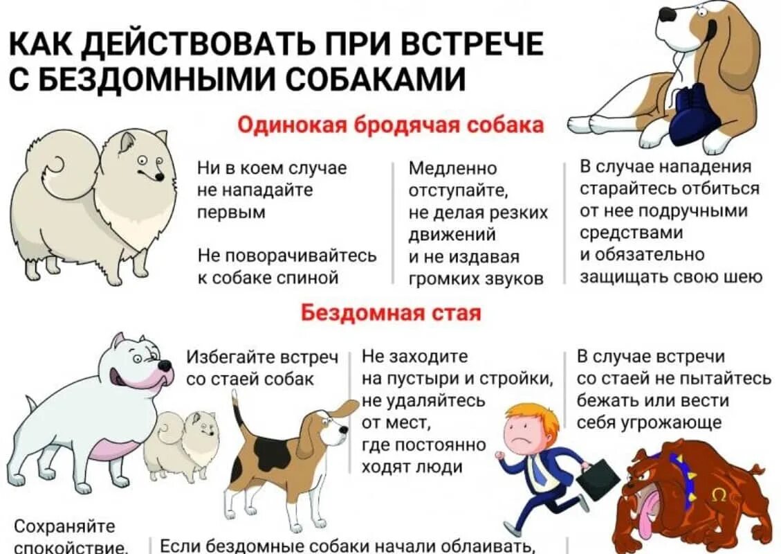 Безопасность при работе с животными. Памятка об ответственном обращении с животными. памятка по обращению с домашними животными. памятка обращения с бездомными животными. памятка по ответственному обращению с животными.