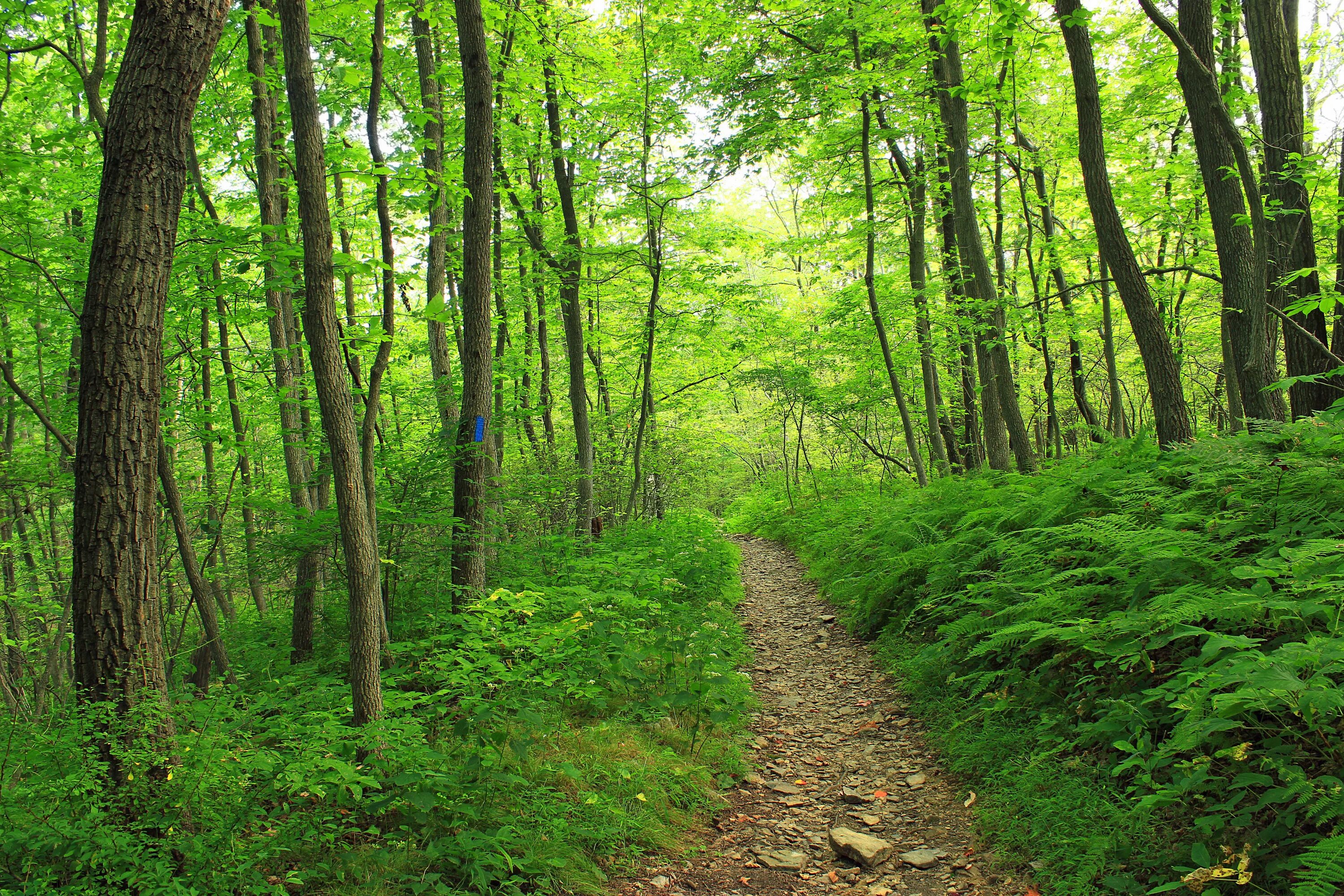 Path index