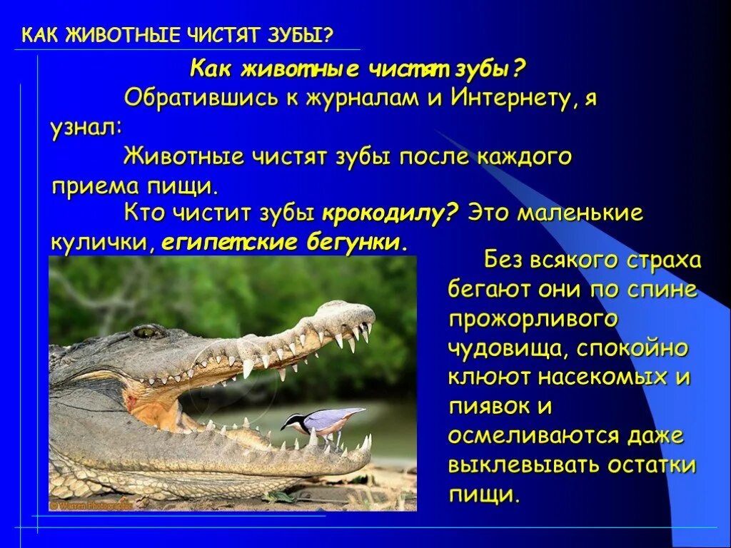 Гребнистый крокодил зубы. Крокодил и птичка тари симбиоз. Сенегальская авдотка и крокодил. Птица чистит зубы крокодилу. Птичка которая чистит зубы крокодилу в природе.