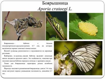 Какие отношения между боярышницей и домашней пчелой