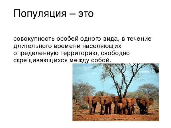 Совокупность бабочек одной популяции. Популяция это в биологии. Что такое популяция в биологии кратко. Популяция определение. Популяция виды популяций.