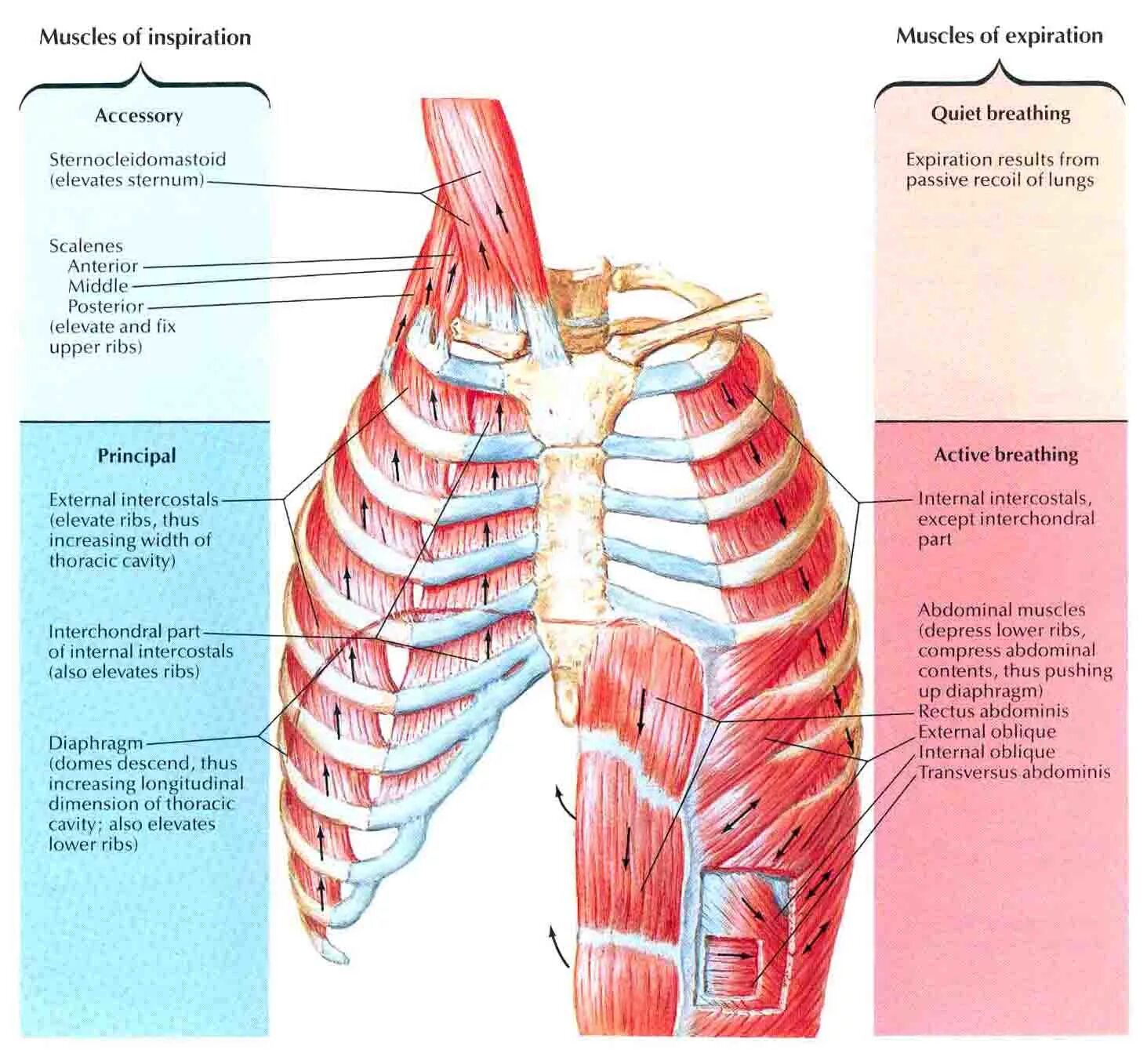 Диафрагма анатомия мышцы. Дыхательная диафрагма анатомия. Наружные межреберные мышцы дыхание. Межреберные мышцы и диафрагма.