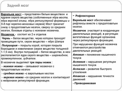 Функции заднего головного мозга
