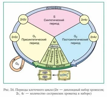 Интерфаза и фазы митоза