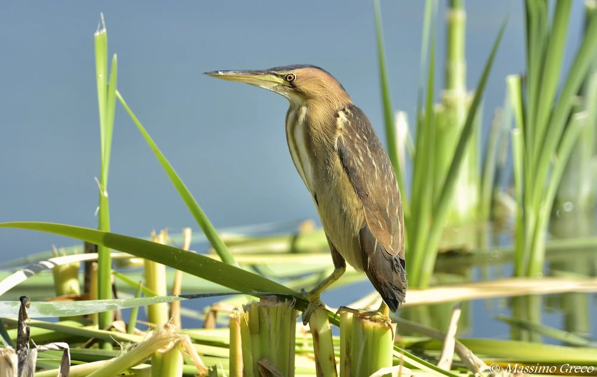 Выпь малая (Ixobrychus minutus). Малая выпь гнездо. Малая выпь голос. Американская выпь.