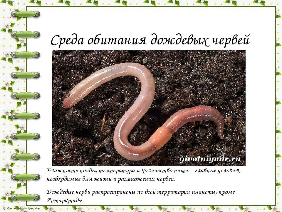 Приспособление дождевого червя к почвенной среде обитания. Дождевые черви среда обитания. местообитание дождевого червя. среди обитание дождевой червь. среда обитания кольчатых червей.