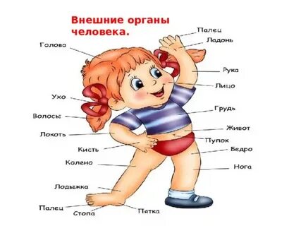 Строение тела человека внешние и внутренние